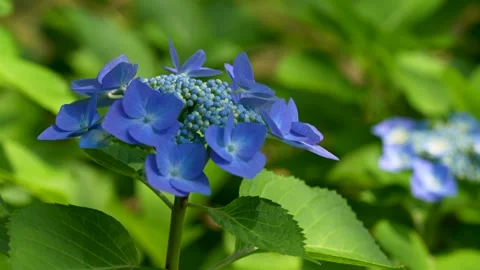 4K slow motion video of hydrangea shot tilt-up. Stock Footage 305364541