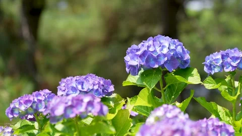 4K slow motion video of hydrangea shot tilt-up. Stock Footage 305364671