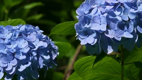 4K slow motion video of hydrangea. 库存影片 332379407