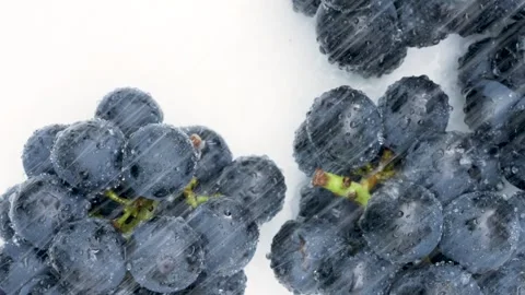 4K slow motion video of large grapes being washed in the shower. Stock Footage 244199597