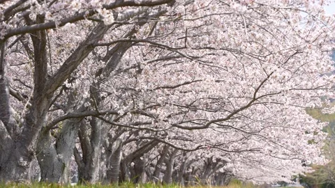 This is a 4K slow motion video of many cherry blossom flyers falling. Stock Footage 228576246