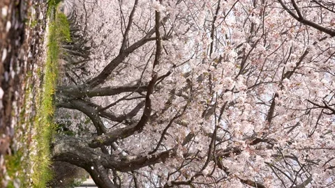 This is a 4K slow motion video of many cherry blossom flyers falling. Stock-Footage 228577812