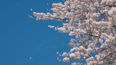 4K slow motion video of many falling cherry blossom snowflakes Stock Footage 230217521