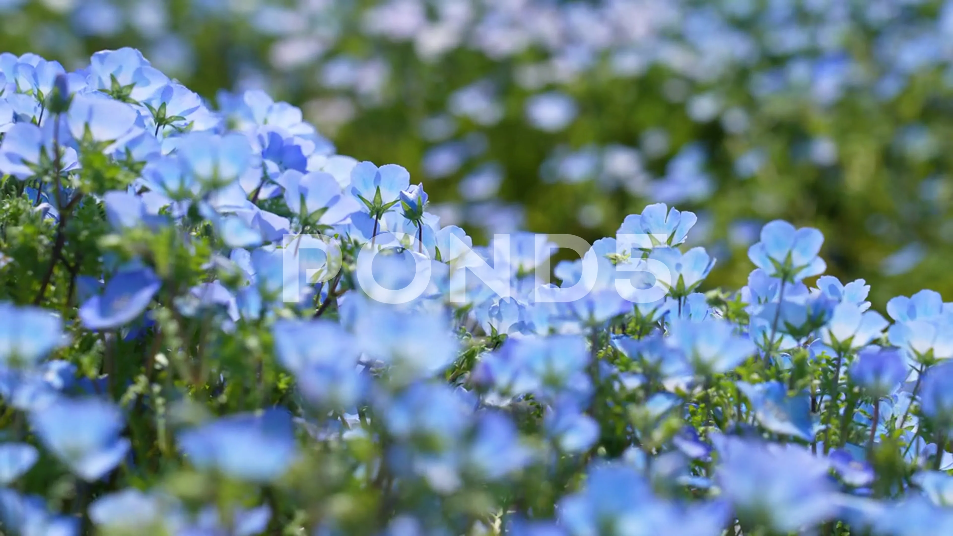 Nemophila Stock Footage Royalty Free Stock Videos Pond5