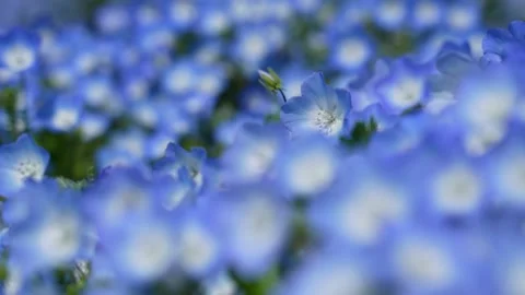 Nemophila là loài hoa quý giá, có màu sắc tinh tế và được yêu thích rộng rãi. Với đoạn video Nemophila này, bạn sẽ được chiêm ngưỡng những bông hoa tuyệt đẹp lung linh trong ánh nắng mặt trời. Hãy tận hưởng trải nghiệm thú vị này và khám phá thêm vẻ đẹp tự nhiên của thế giới. 