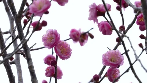 4K slow-motion video of pink plum blossoms swaying in the wind. Stock Footage 320440232