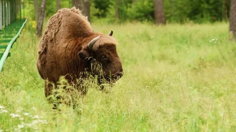 4K Slow motion video of a powerful European bison or wisent standing in a gre Stock Footage 340798973