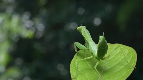 4K slow-motion video of a praying mantis releasing excrement. Stock Footage 273766653