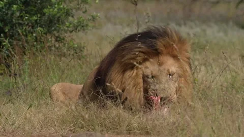 4K slow motion video of prod Lion with a full mane eating Stock Footage 241179584