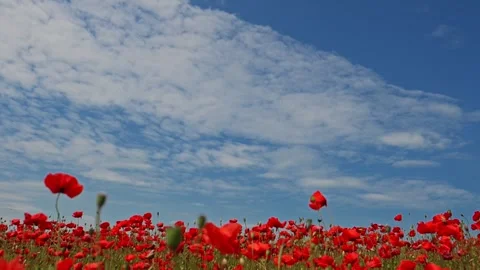 4K slow-motion video of red poppies in a field, set against a bright, cloud Stock Footage 295947318