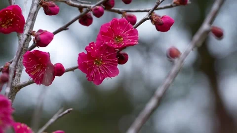 4K slow-motion video of red plum blossoms swaying in the wind. Stock Footage 321586667