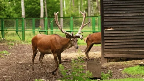 4K Slow motion video of a red deer stag eating from a feeder bucket in a padd Vídeos de archivo 341387818