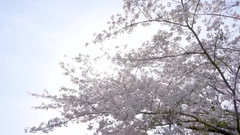 4K slow-motion video of rows of cherry trees while walking slowly. Stock Footage 254996305