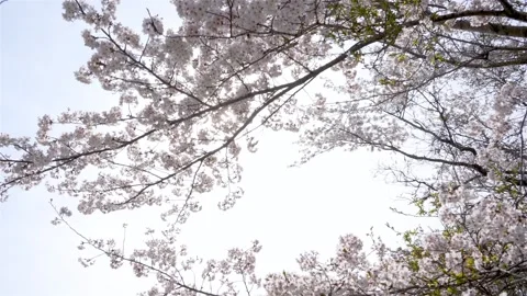 4K slow-motion video of rows of cherry trees while walking slowly. Stock Footage 256264157