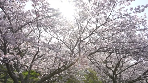 4K slow-motion video of rows of cherry trees while walking slowly. Stock Footage 263011940