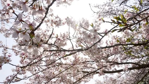 4K slow-motion video of rows of cherry trees while walking slowly. Stock Footage 263999657