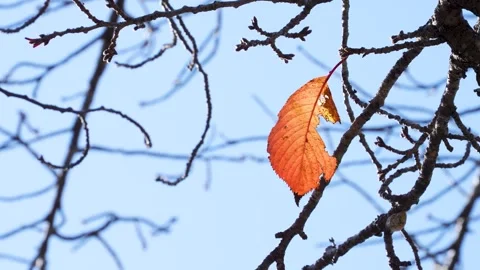4K slow-motion video of a single autumn leaf. Stock Footage 278388555