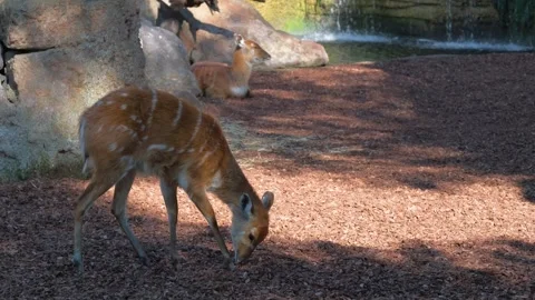 4K slow-motion video, a Sitatunga antelope at the zoo. Stock Footage 253435576