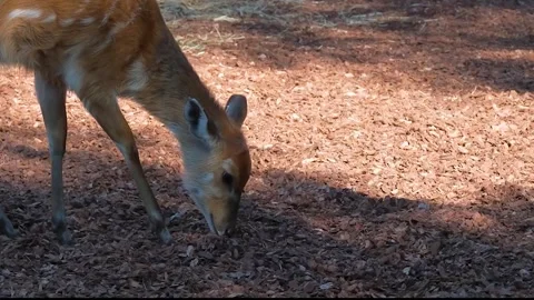 4K slow-motion video, a Sitatunga antelope at the zoo. Stock Footage 254021994