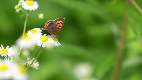 4K slow motion video of Small Copper sucking nectar from a white flower. Stock Footage 265000204
