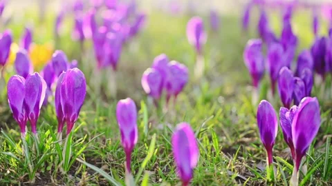 4K slow-motion video of spring crocuses blooming on lush grass under sunlight Stock Footage 299858159