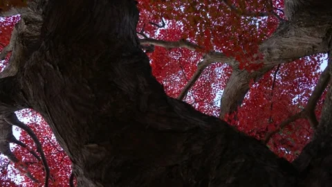 4K slow-motion video of sunlight shining through autumn leaves. Stock Footage 279441225