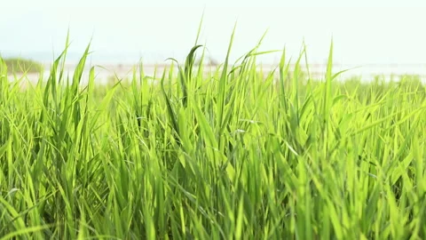 4K slow motion video of sunset at on Baltic sea with dune on foreground Stock Footage 155805561