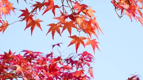 4K slow-motion video of a tree with autumn leaves swaying in the wind. Stock Footage 278504356