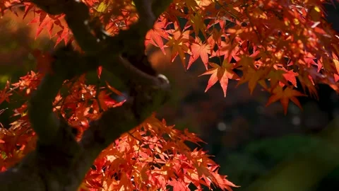 4K slow-motion video of a tree with autumn leaves swaying in the wind. Stock Footage 310941123