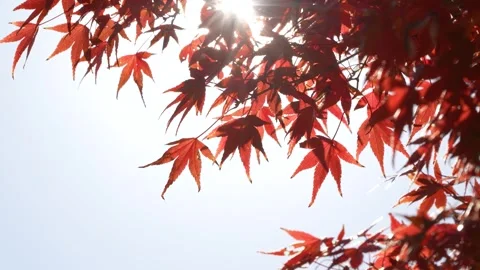 4K slow-motion video of a tree with autumn leaves swaying in the wind Video stock 314407589