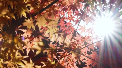 4K slow-motion video of a tree with autumn leaves swaying in the wind Video stock 314493227