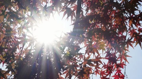 4K slow-motion video of a tree with autumn leaves swaying in the wind. Stock Footage 316797567