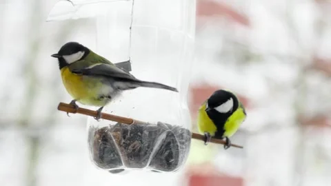 4K slow motion video of two great tits feeding on a handmade bird feeder duri 스톡 동영상 328221226