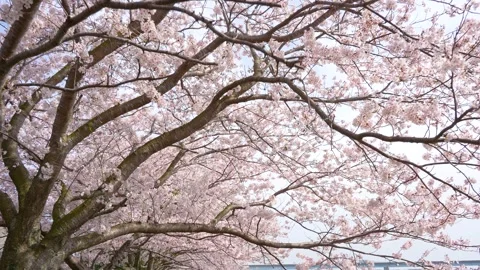 4K slow motion video of walking under rows of cherry trees. Video stock 254519860