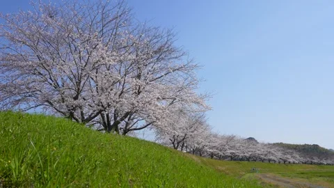 4K slow motion video of walking toward rows of cherry trees. Video stock 257577784