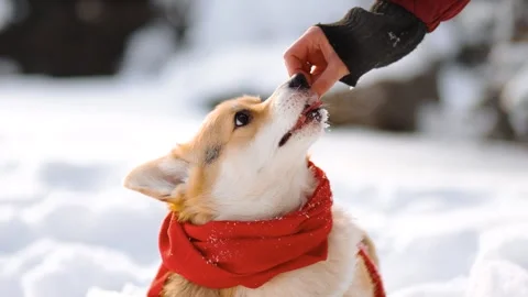 4K slow motion video of welsh corgi being hand fed outdoors in winter. Cute d Stock Footage 327239093