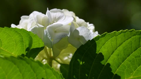 4K slow motion video of white hydrangea. Video stock 305830475
