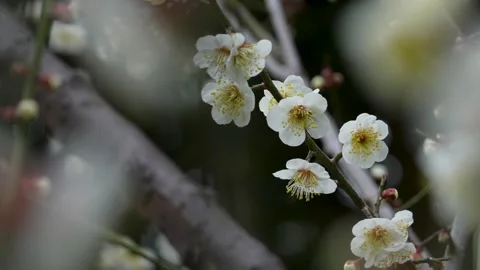 4K slow-motion video of white plum blossoms swaying in the wind. Stock Footage 320440576