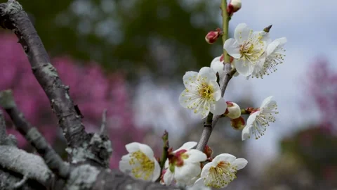 4K slow-motion video of white plum blossoms swaying in the wind. 스톡 동영상 320975054