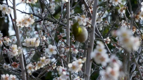 4K slow motion video of wild birds feeding on nectar from plum blossoms. Stock Footage 252177238