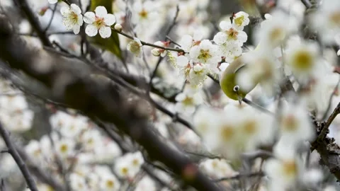 4K slow motion video of wild birds feeding on nectar from plum blossoms. Video stock 321924569