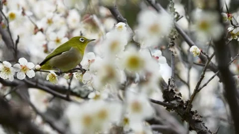 4K slow motion video of wild birds feeding on nectar from plum blossoms. Stock Footage 321924670