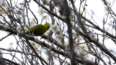 4K slow motion video of wild birds feeding on nectar from plum blossoms. Stock Footage 321924987