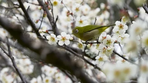 4K slow motion video of wild birds feeding on nectar from plum blossoms. Stock Footage 321925008