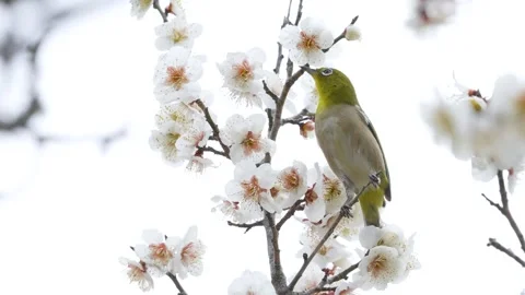 4K slow motion video of wild birds feeding on nectar from plum blossoms. Stock Footage 322844214