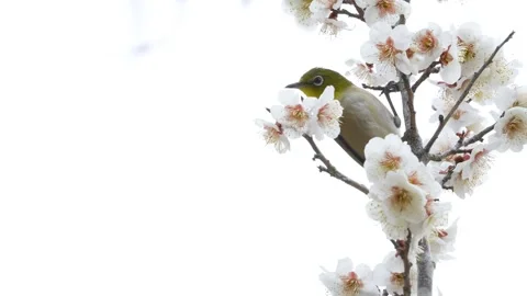 4K slow motion video of wild birds feeding on nectar from plum blossoms. Stock Footage 322844312