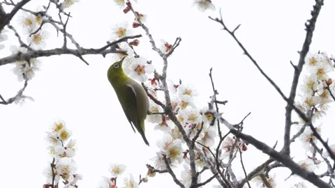 4K slow motion video of wild birds feeding on nectar from plum blossoms. Stock Footage 322844971