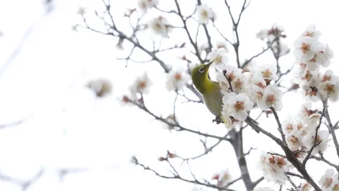 4K slow motion video of wild birds feeding on nectar from plum blossoms. Stock Footage 328395563