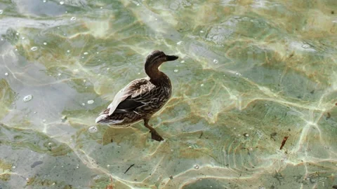 4K Slow motion video of a wild mallard duck swimming in crystal clear shallow Vídeos de archivo 340798416