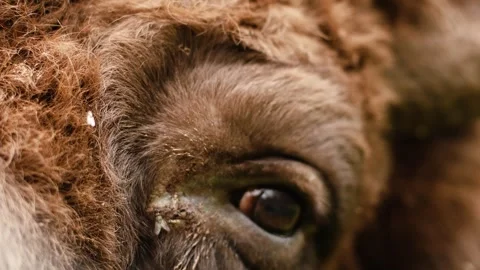 4K Slow motion video of a wild European bison wisent. Extreme macro close up Stock Footage 340798868